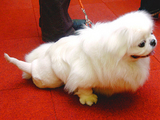 What Genetic Defects Can Be Detected In Dogs What Genetic Defects Can Be Detected In Dogs