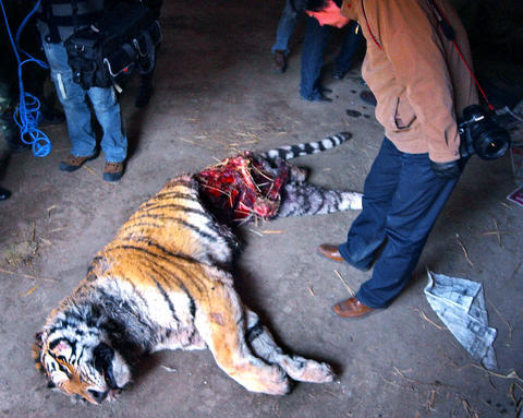 tiger killed