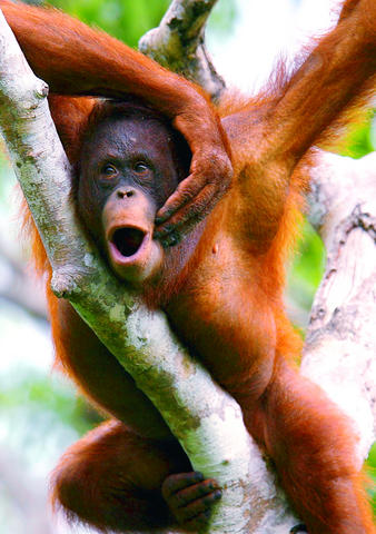 [轉貼]畢打自己人 欣宜