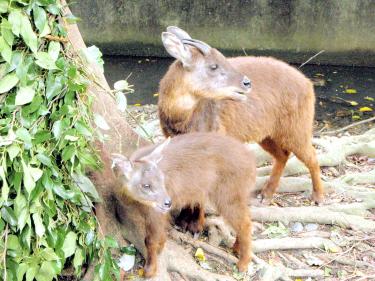 Taiwan sending animals to die in China: netizens - Taipei Times