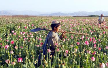 Afghan opium is source of 90% of world's heroin