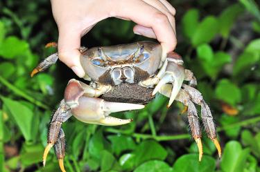 Nation’s first crab road opened in Pingtung County