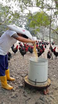 Prison Raised Free Range Chickens Prove A Top Seller Taipei Times