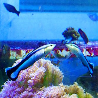 Mirror test hints at surprising cognitive abilities in fish 鏡像測試驚人結果 魚類可能具有認知能力