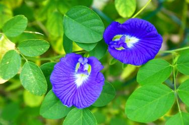 Butterfly pea flowers not approved by FDA: agency
