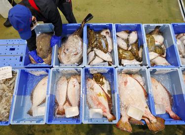 Fukushima water release to sea is best option: panel