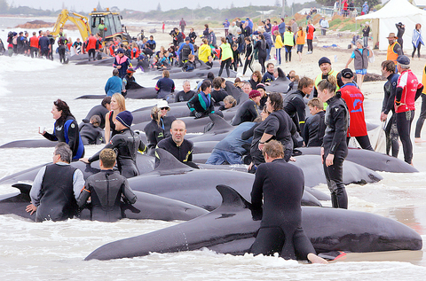 Indonesian volunteers save six beached whales