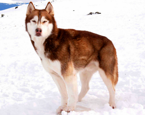 why are husky dogs banned in antarctica