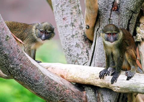 FAU  Origin of Monkeys Living Near an Urban Airport for Decades Confirmed