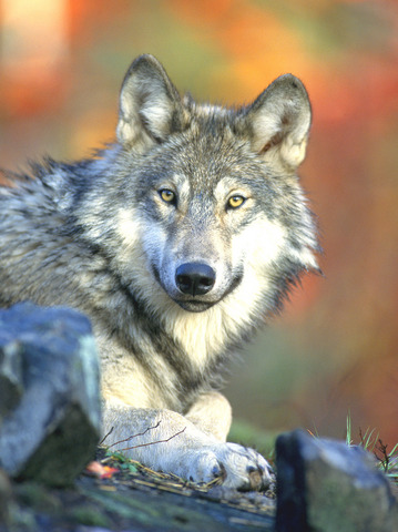 English And Wolves 英文中的狼 Taipei Times English And Wolves 英文中的狼 Taipei Times