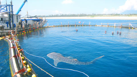 Whale Shark - Georgia Aquarium