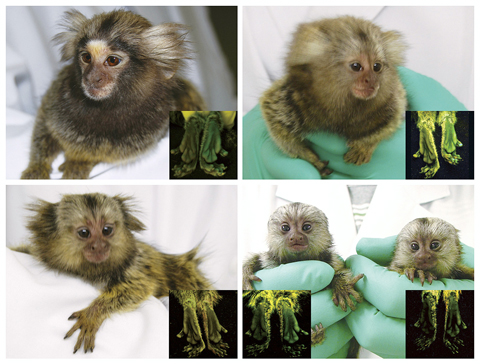 Japanese breed glow-in-the-dark monkeys - Taipei Times