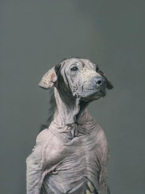 FEATURE: Death row animals find life in pictures - Taipei Times FEATURE: Death row animals find life in pictures - Taipei Times
