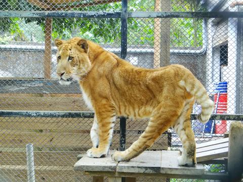 Liger cub bred at private farm blighted by deformities - Taipei Times