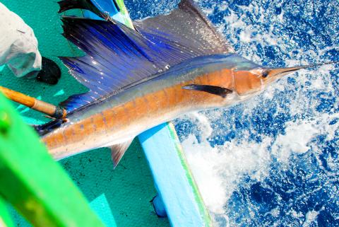 Definition harpoon - gertytamil