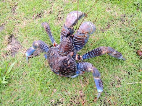 Rare crab discovered in Hualien - Taipei Times