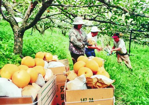 Miaoli S Sanwan Pears Are Now In Season 三灣梨上市嚐鮮正當時 Taipei Times