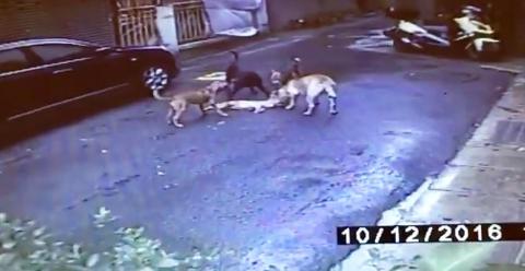 do greyhounds kill cats