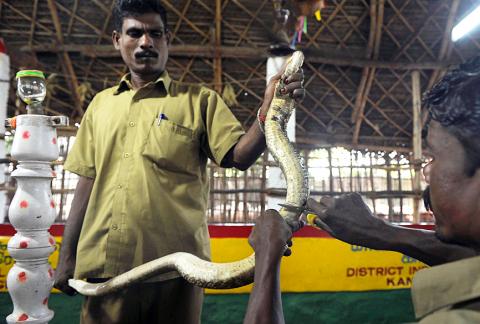 Like Uber for snake emergencies': tech takes the sting out of bites in  rural India, Snakes