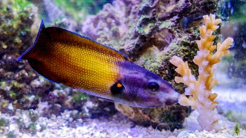 a colorful reef fish called a tubelip wrasse is seen feeding on