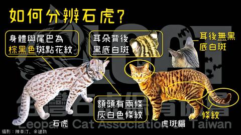 Cute alert: Another leopard cat cub found in Miaoli, drivers