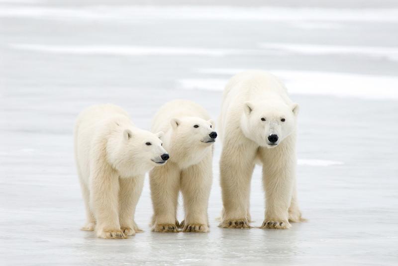 Most Polar Bears To Disappear By 2100 Study Predicts 科學家預測北極熊將在八十年內瀕臨絕種 Taipei Times