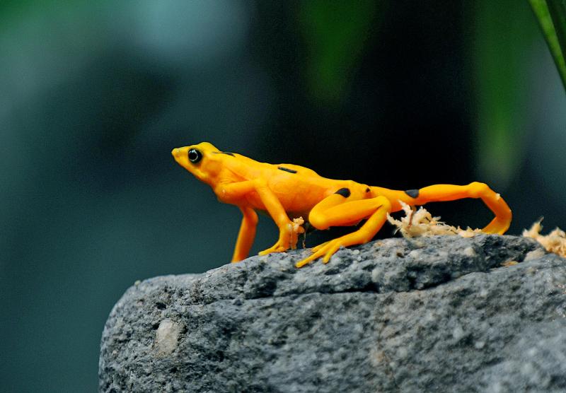 Superfungus' threatens Panamanian golden frogs - Taipei Times