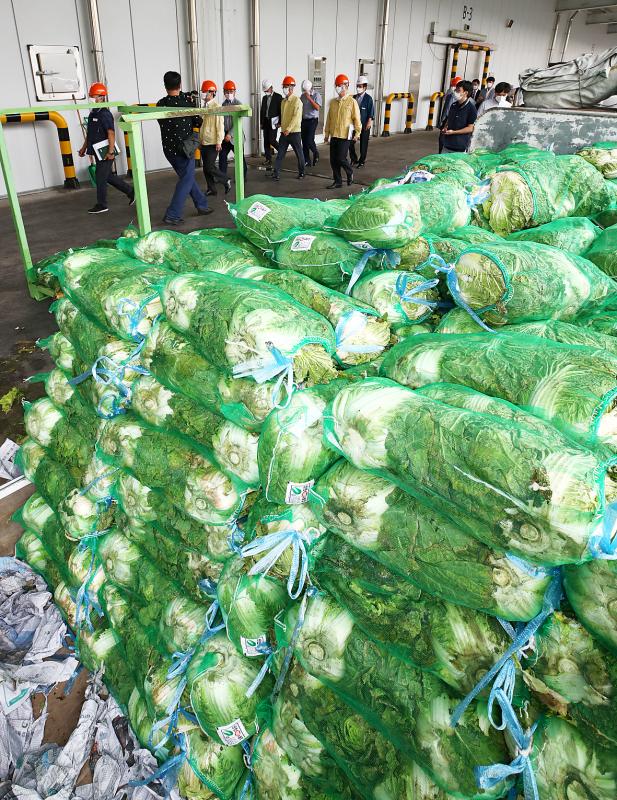 Cabbage shortage strikes S Korea’s kimchi culture Taipei Times