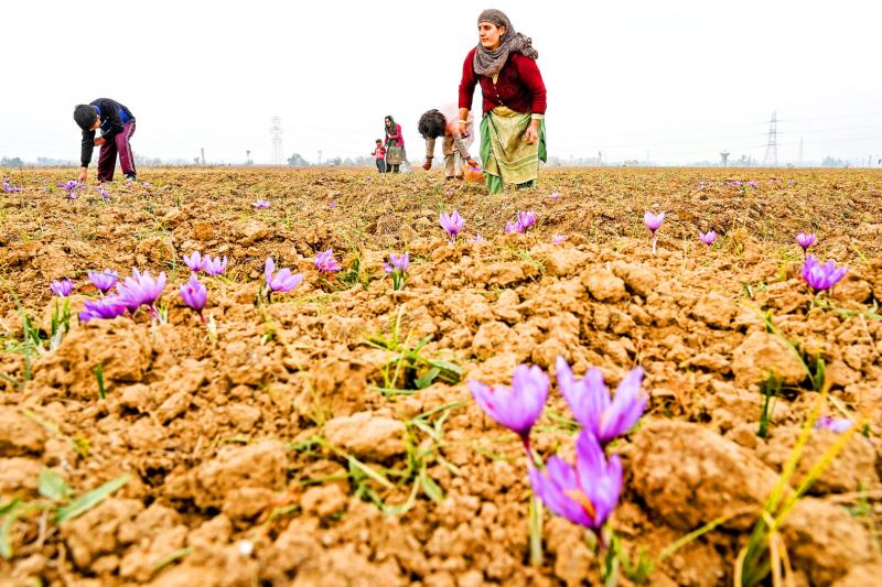 Climate change ravages Kashmir’s saffron crop once deemed ‘red gold