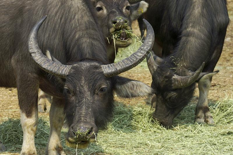 Chinese Year of Ox places focus on HK's wild bovines - Taipei Times Chinese Year of Ox places focus on HK's wild bovines - Taipei Times