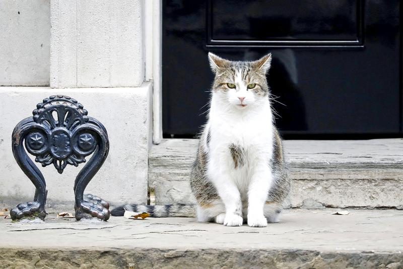 Larry the Cat marks decade ruling 10 Downing Street Taipei Times