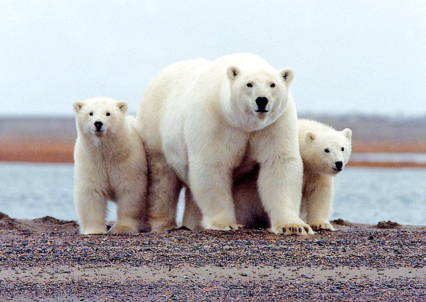 Polar bears face food hunt - Taipei Times