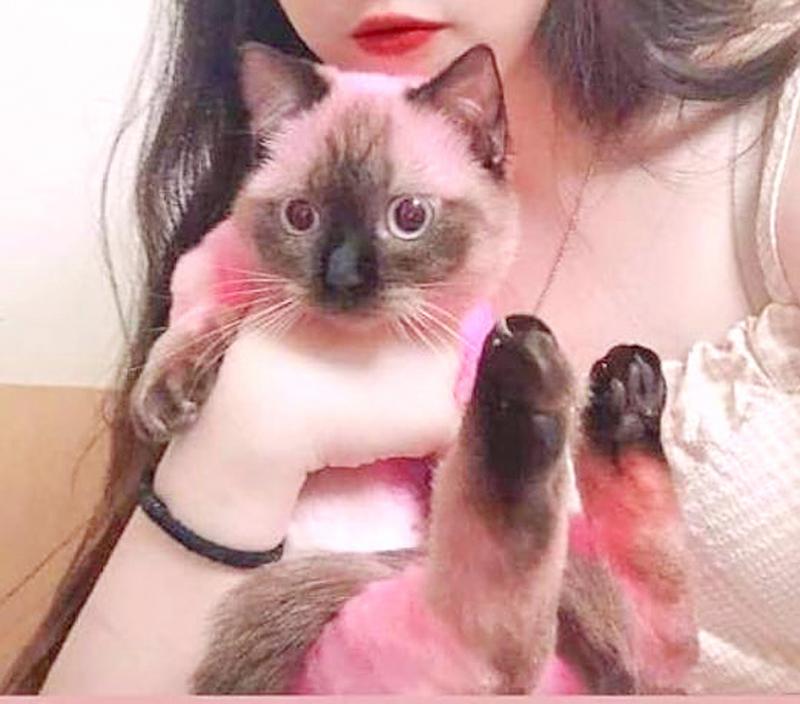 Scholar investigated after allegedly dyeing cat pink