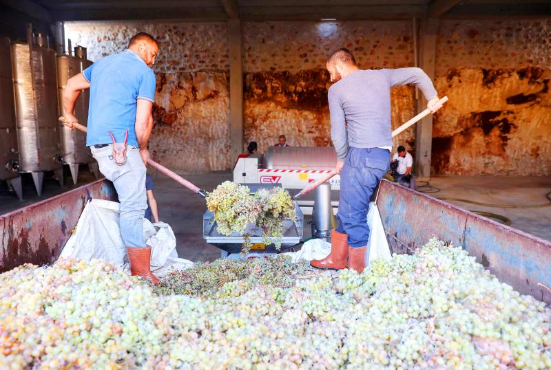 ‘Eternal’ wine revives 
Assyrian culture in Turkey – Taipei Times
