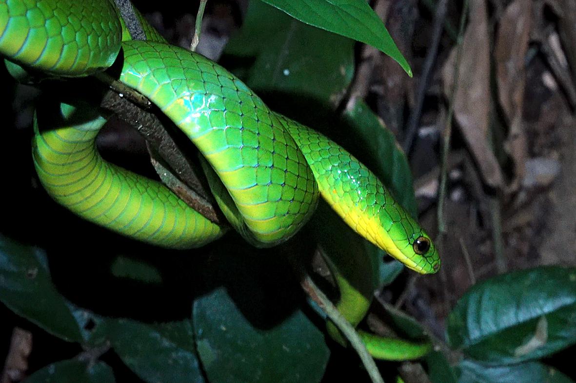 Greater Green Snake - Ptyas major —
