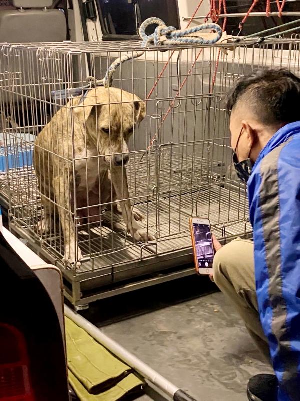 Owner of abandoned dog that killed cat to be fined - Taipei Times Owner of abandoned dog that killed cat to be fined - Taipei Times