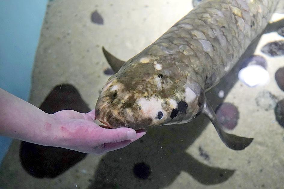 Meet Australian lungfish Methuselah, the world's oldest living aquarium fish  - Taipei Times