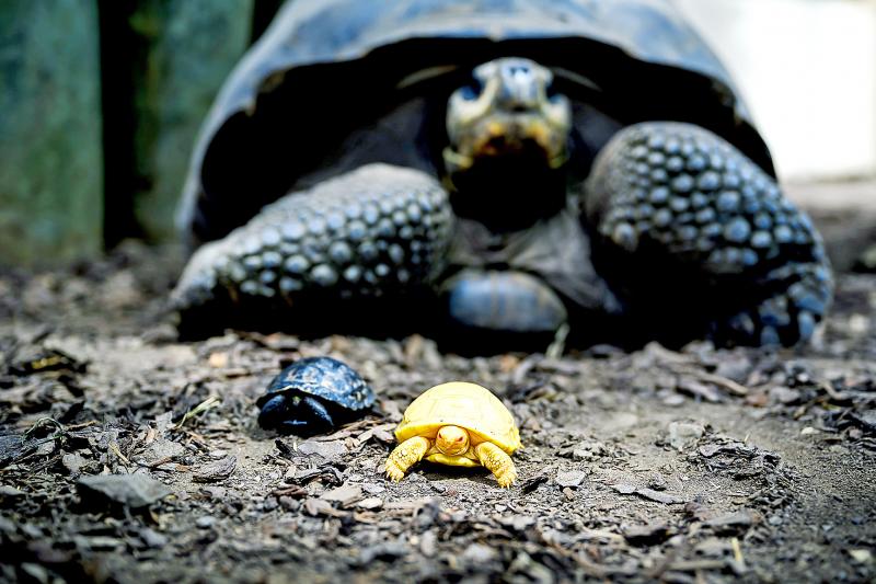 Many cold-blooded animals do not age: study - Taipei Times Many cold-blooded animals do not age: study - Taipei Times