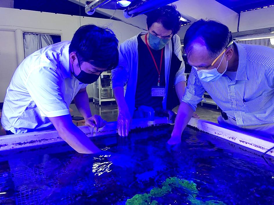研究者はサンゴ礁の健康を改善するチップを開発しています。