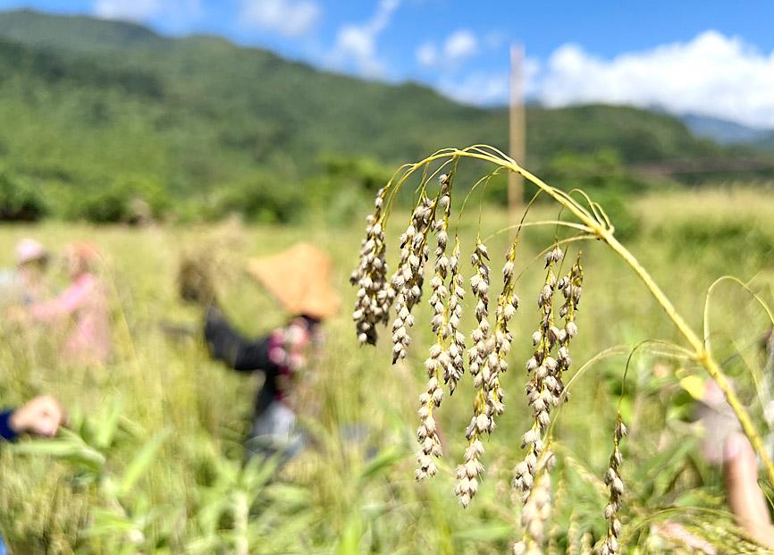 Taiwan oil millet touted for its climate tolerance - 台北時報