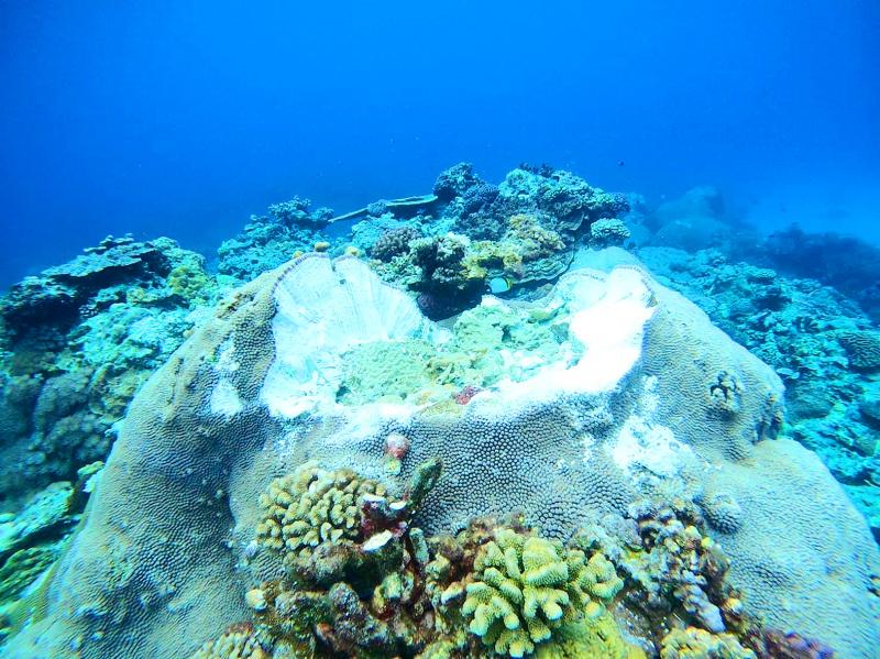 Taitung promete castigar a los corales severamente dañados