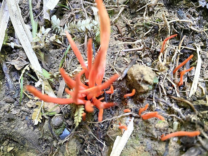 専門家は、カラフルであるが致命的な野生の真菌を食べないように警告します