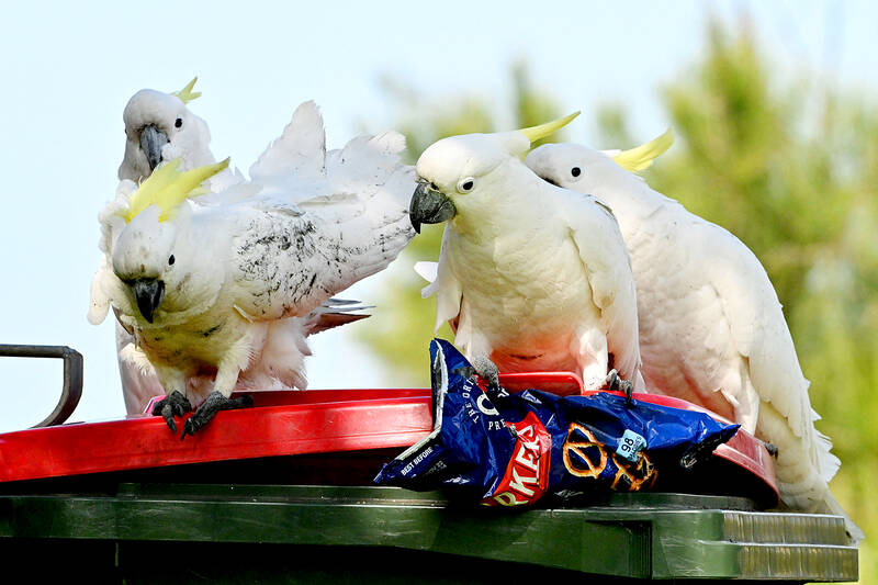 Australians, cockatoos war over trash Taipei Times