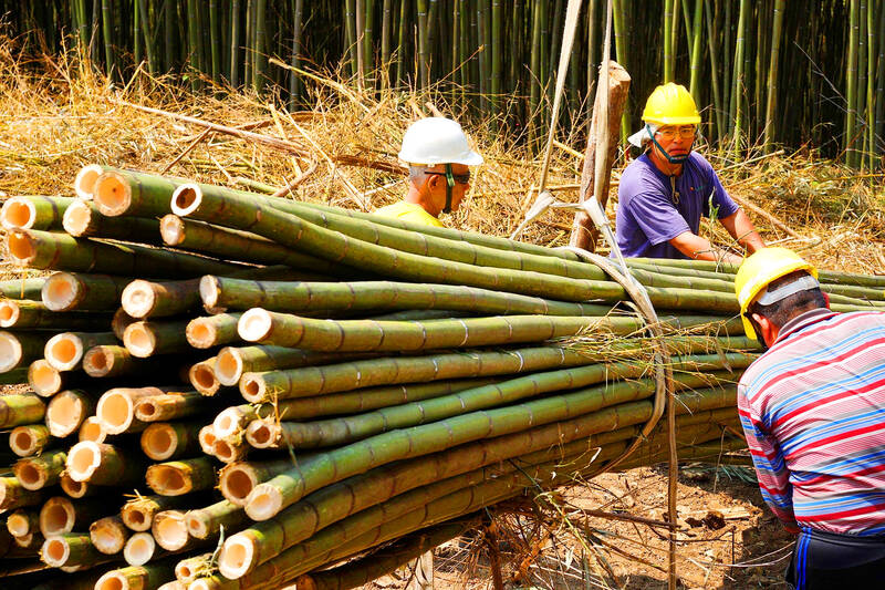 Taoyuan to host World Bamboo Congress in 2024 Taipei Times