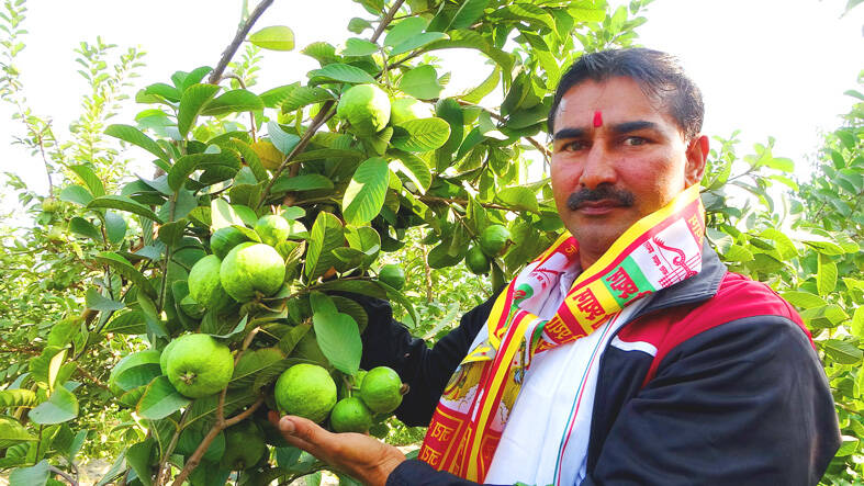 Indian teller wins big with bet on Taiwanese guavas