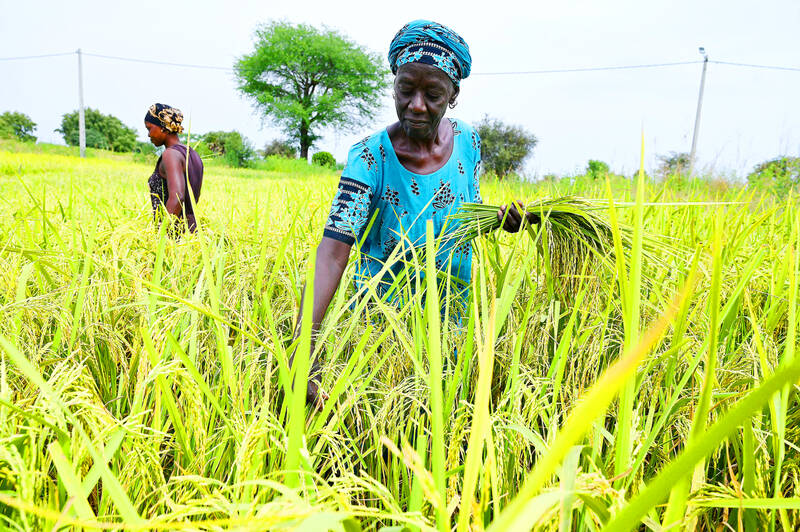 Africa struggling to reduce dependency on Indian rice