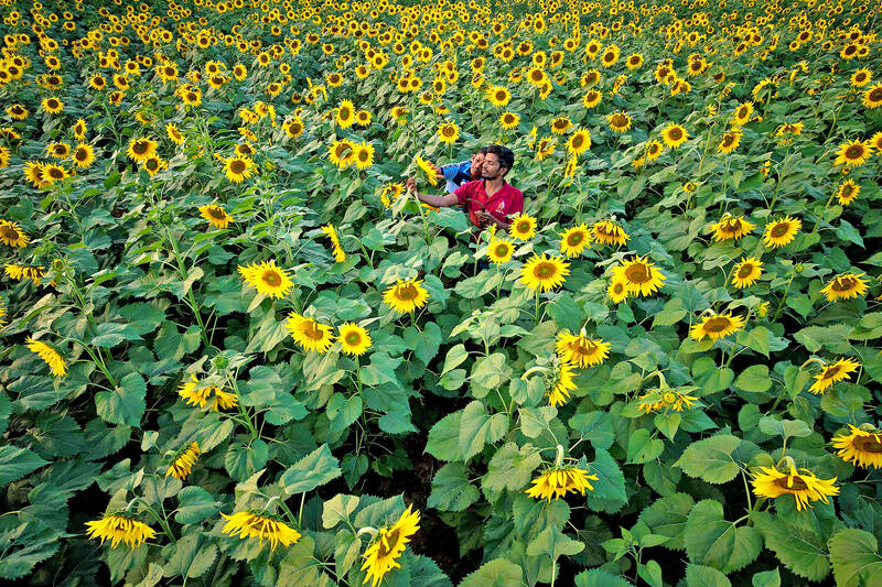 Crop control