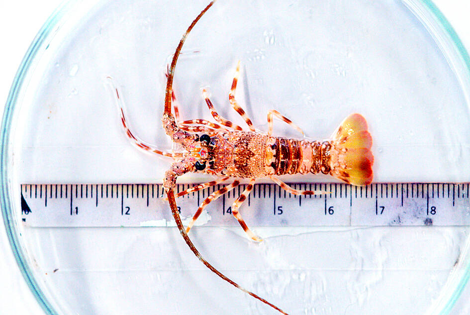 Researchers help increase lobster hatchling survival - 台北時報