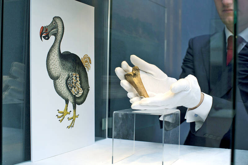 Bring back dodo? Project draws investors, critics Taipei Times