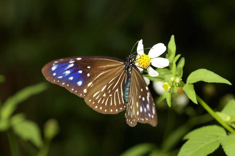 Reseña de la película: La mariposa perdida – Taipei Times